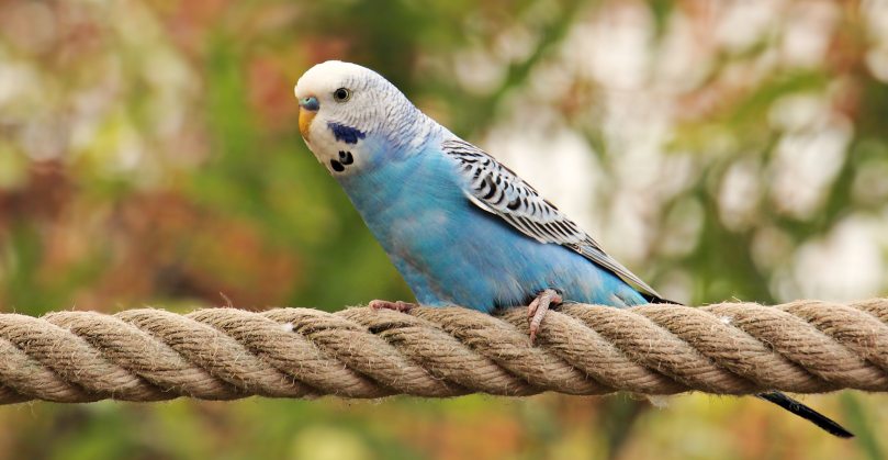 animal-animal-world-blue-236576