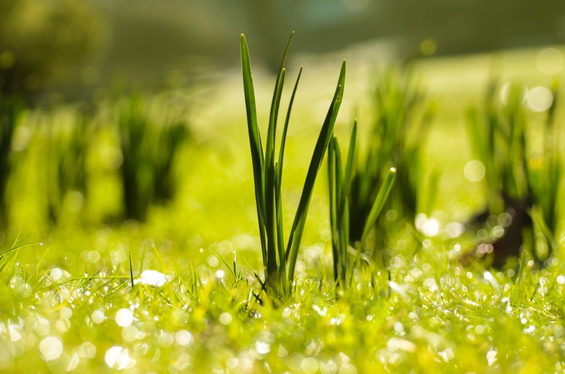 spring-plant-pic