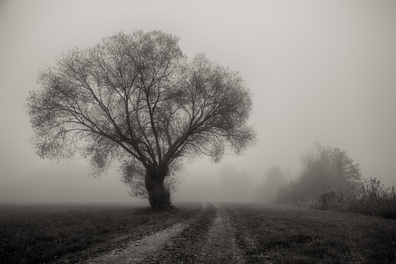 arbre-brouillard-pic